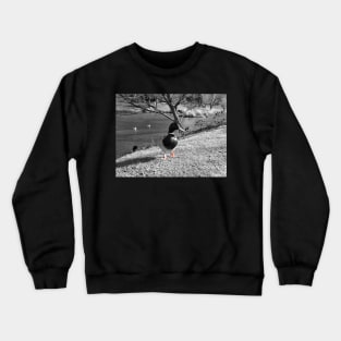 Duck looking at you Crewneck Sweatshirt